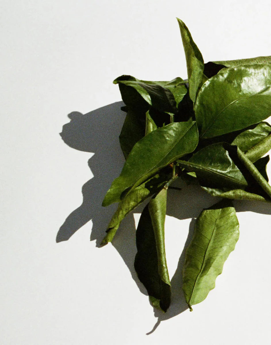 151 Candela profumata - Greapfruit & Pompelmo - L:A Bruket - Candela Profumata - VG Charme