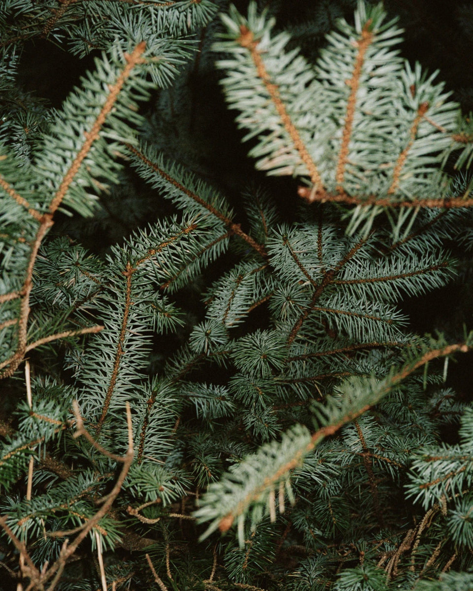 221 Hand Cream (Crema per le mani Abete rosso) - L:A Bruket - Crema mani - VG Charme