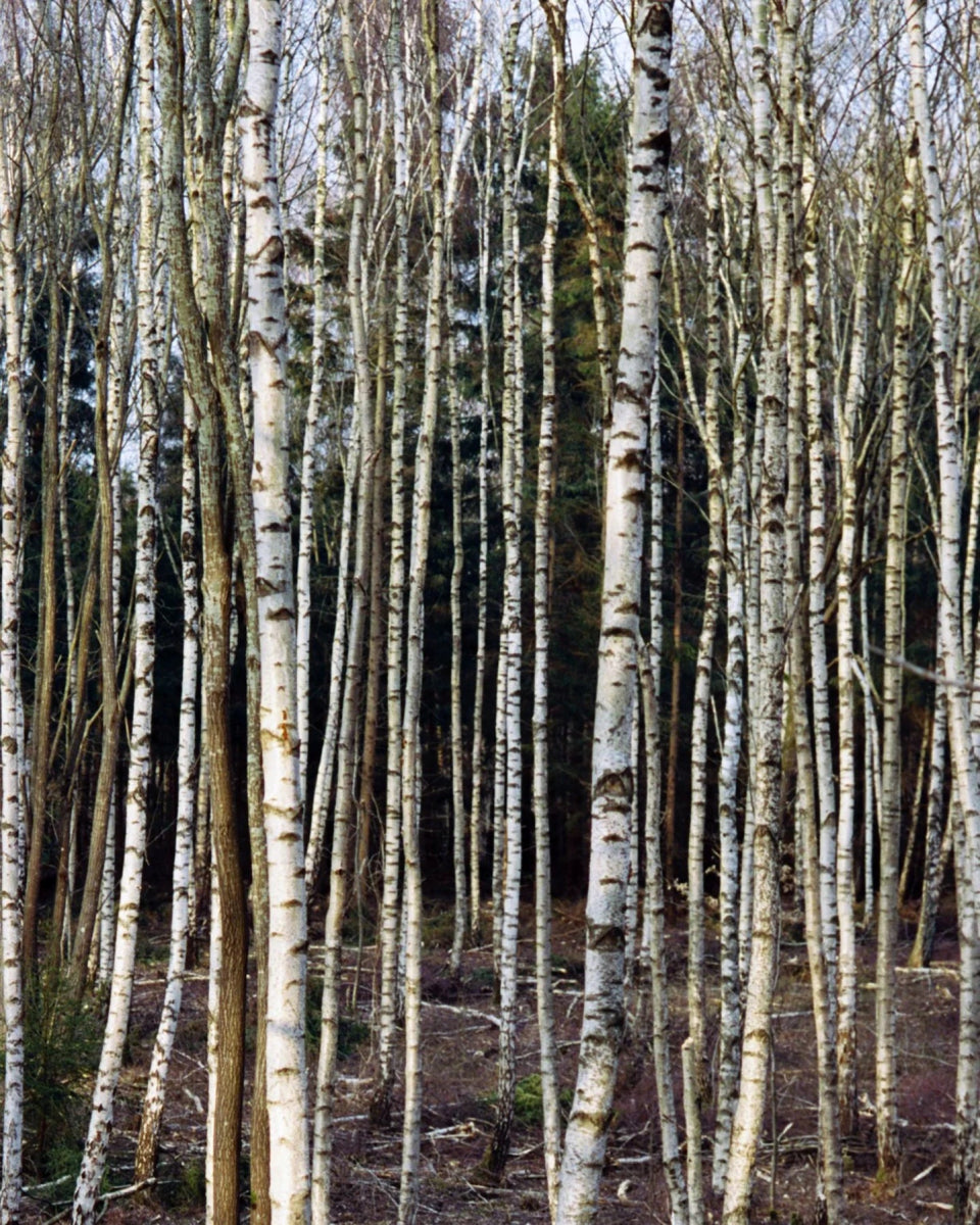 234 Maschera per capelli alla betulla - L:A Bruket - Hair Mist - VG Charme