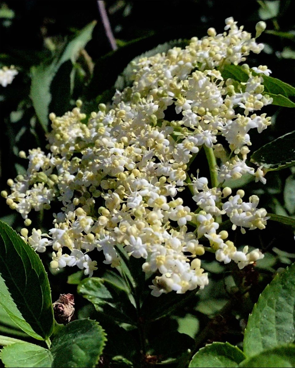 243 Lozione Corpo Sambuco - L:A Bruket - Lozione idratante - VG Charme