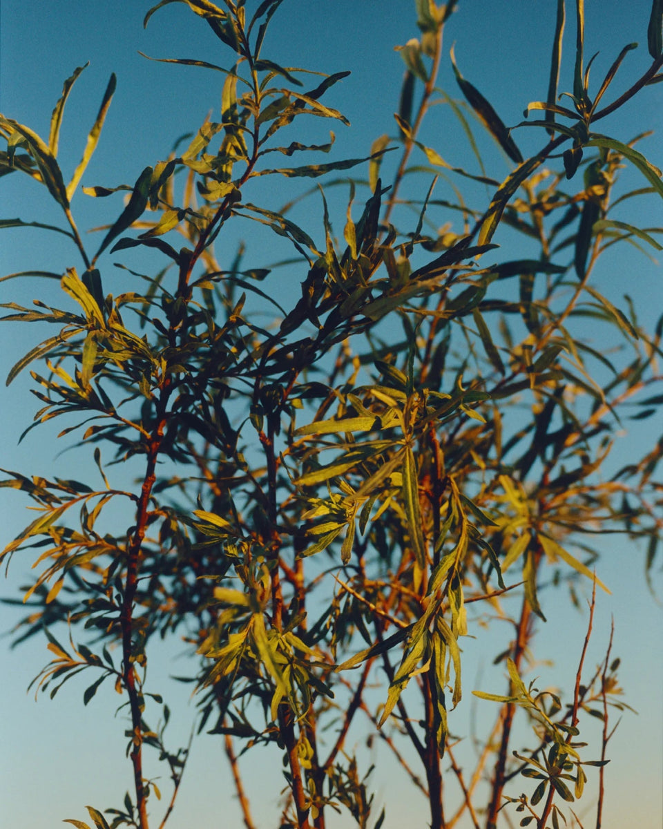 276 Essential cleansing oil (Olio detergente essenziale) - L:A Bruket - Body Lotion - VG Charme