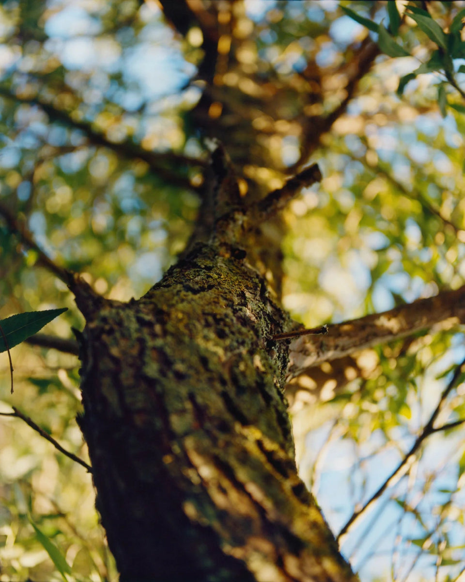 277 Mild cleansing gel (Gel detergente delicato) - L:A Bruket - Gel detergente - VG Charme