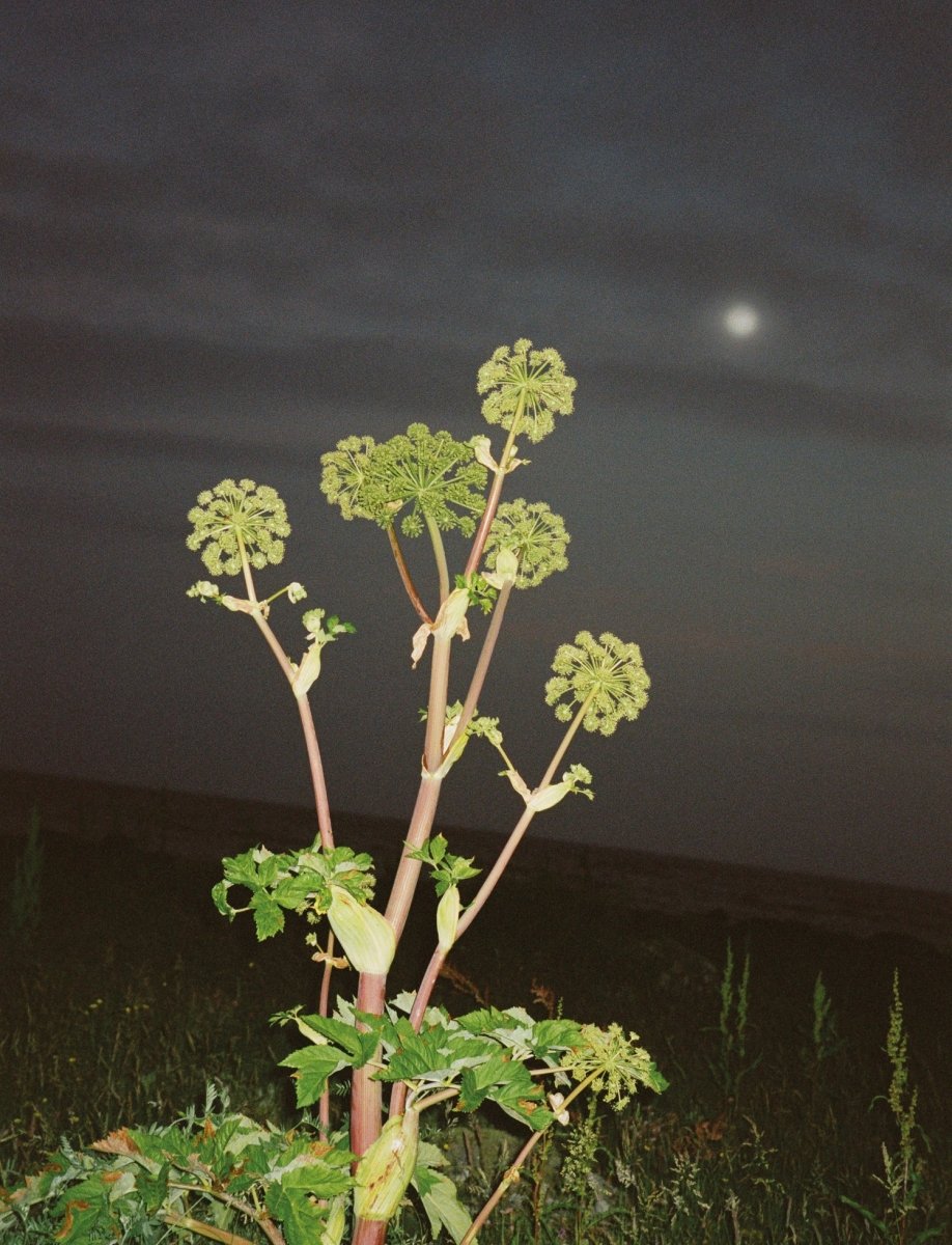 288 Hand Cream (Crema per le mani Angelica) - L:A Bruket - Gel detergente - VG Charme