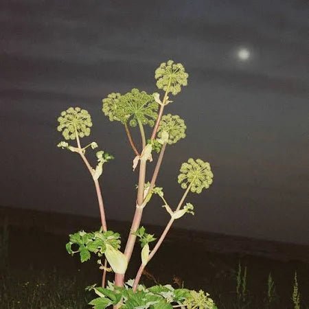 289 Scrub corpo al sale marino Angelica - L:A Bruket - Scrub corpo - VG Charme