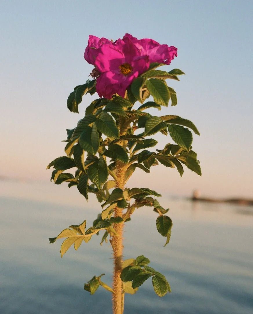 329 Hand Cream Beach Rose (Crema mani Rosa da spiaggia) - L:A Bruket - Crema mani - VG Charme