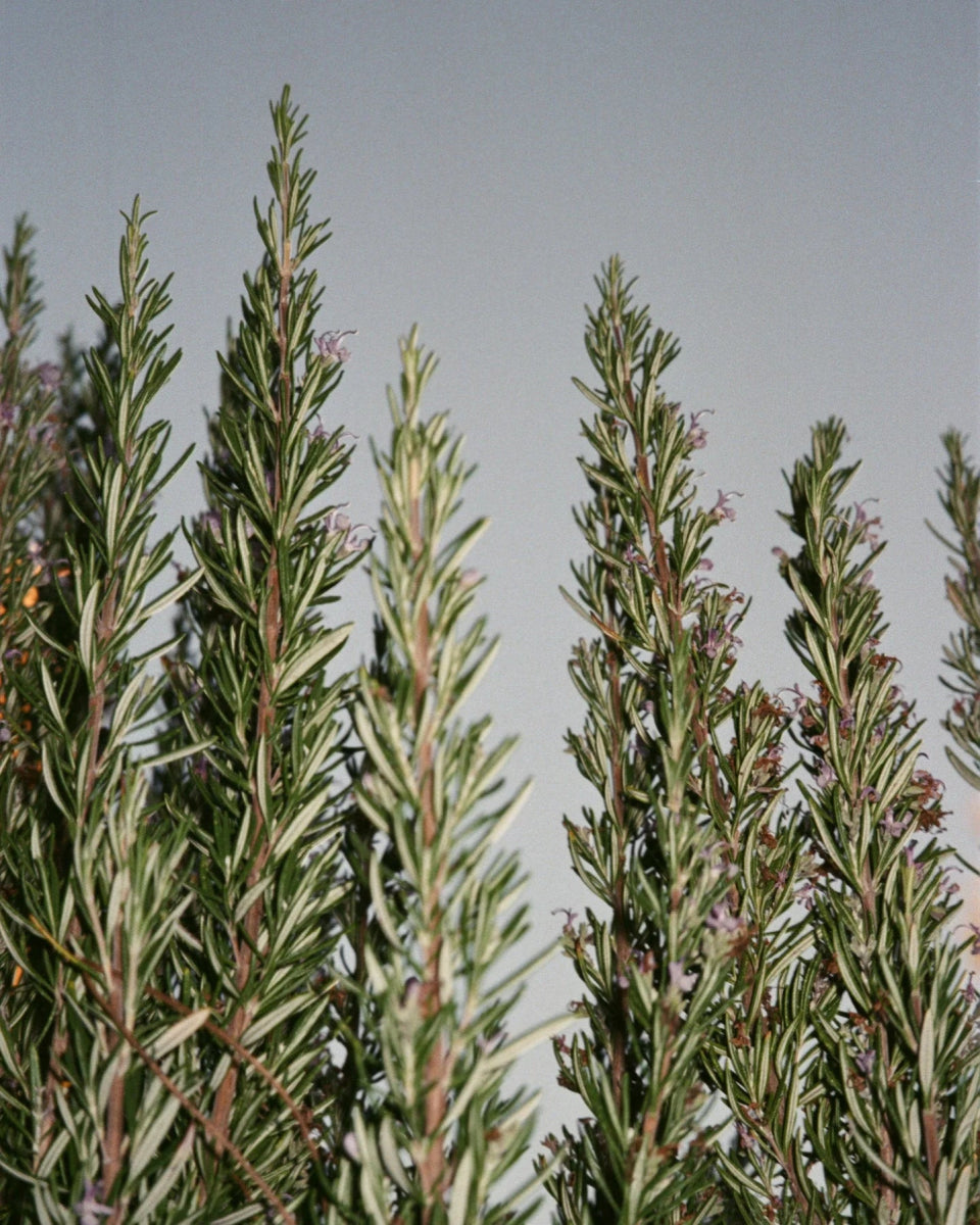 063 Sea Salt Scrub (Scrub corpo al sale marino Salvia / Rosmarino / Lavanda) - L:A Bruket - Scrub corpo - VG Charme